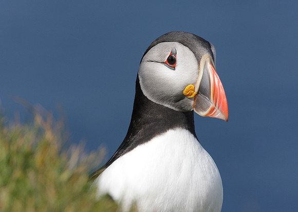 Puffin Fratercula arctica