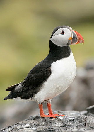 Puffin Fratercula arctica