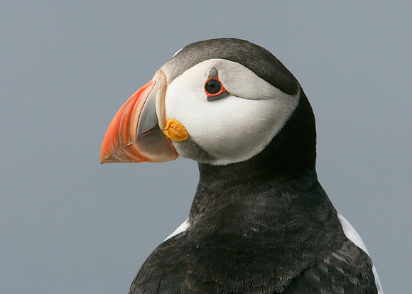 Puffin Fratercula arctica