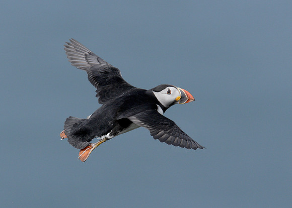 Puffin Fratercula arctica