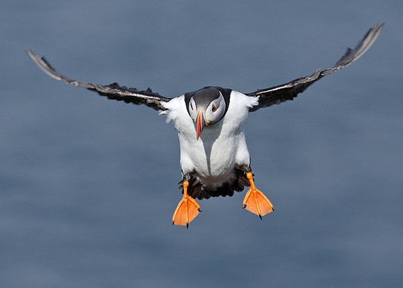 Puffin Fratercula arctica