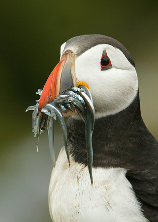 Puffin Fratercula arctica