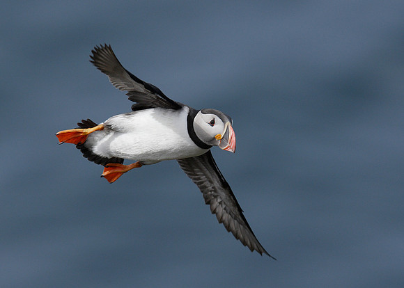 Puffin Fratercula arctica
