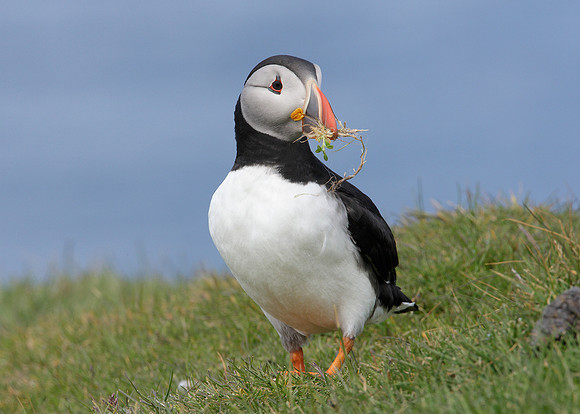 Puffin Fratercula arctica