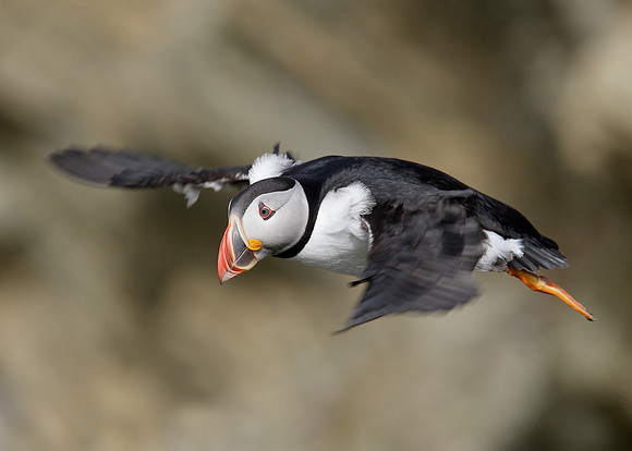 Puffin Fratercula arctica