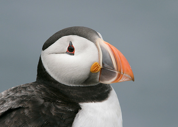 Puffin Fratercula arctica