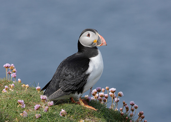 Puffin Fratercula arctica