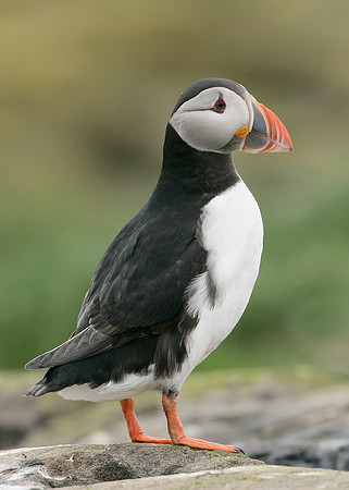 Puffin Fratercula arctica