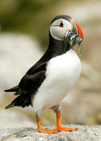 Puffin Fratercula arctica