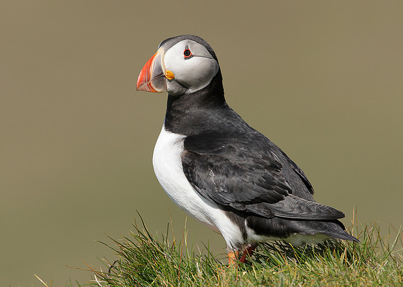 Puffin Fratercula arctica