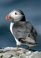 Puffin Fratercula arctica
