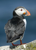 Puffin Fratercula arctica