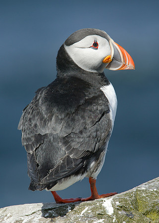 Puffin Fratercula arctica