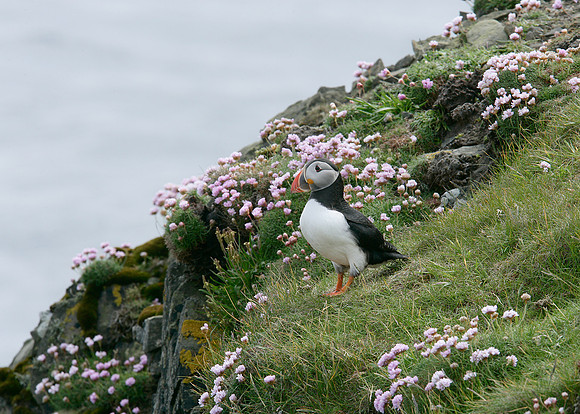 Puffin Fratercula arctica