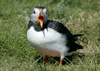 Puffin Fratercula arctica