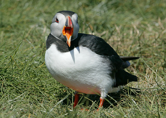 Puffin Fratercula arctica