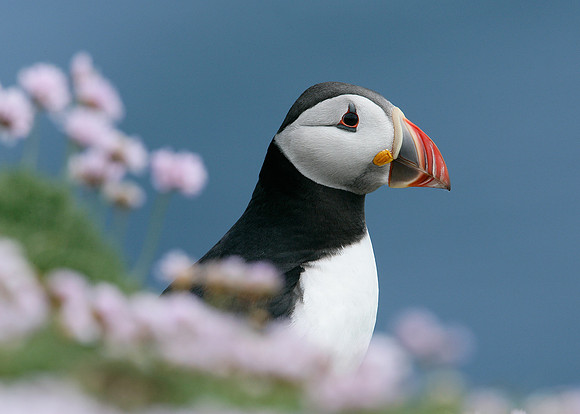 Puffin Fratercula arctica