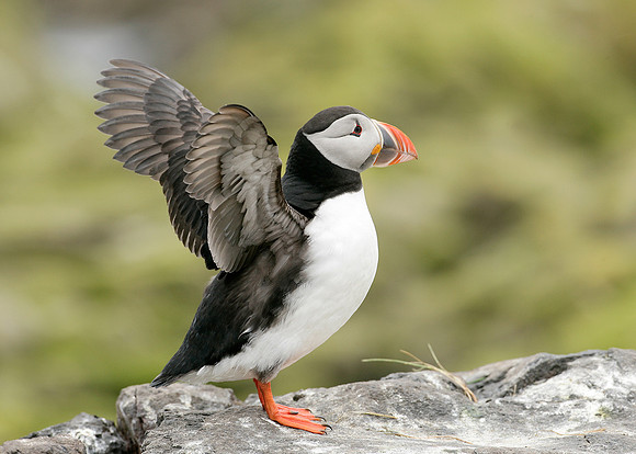 Puffin Fratercula arctica