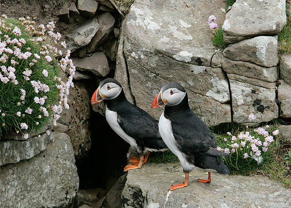 Puffin Fratercula arctica