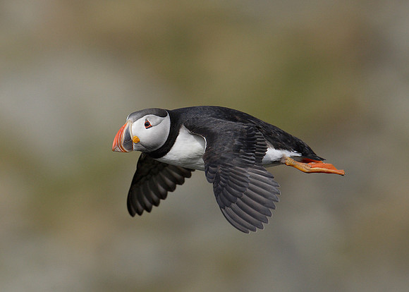 Puffin Fratercula arctica