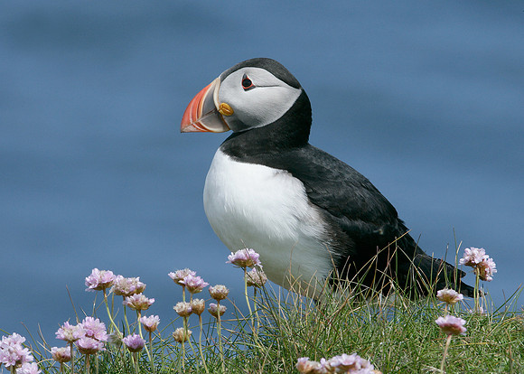 Puffin Fratercula arctica