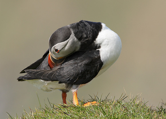 Puffin Fratercula arctica