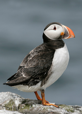 Puffin Fratercula arctica