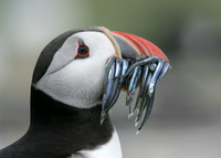 Puffin Fratercula arctica