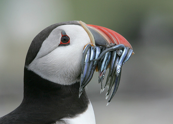 Puffin Fratercula arctica