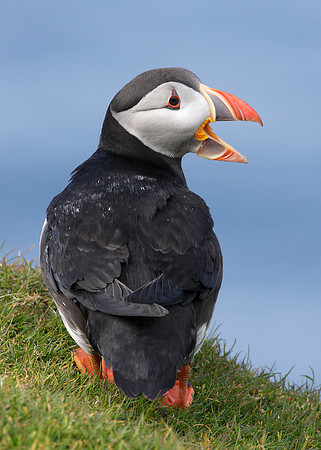 Puffin Fratercula arctica