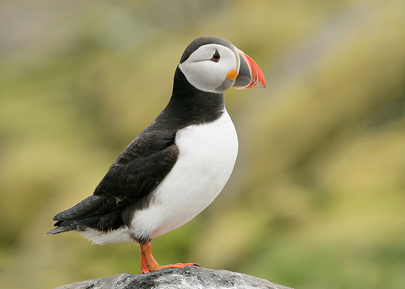 Puffin Fratercula arctica