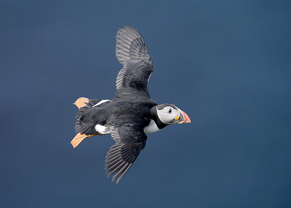 Puffin Fratercula arctica