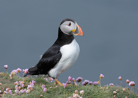Puffin Fratercula arctica