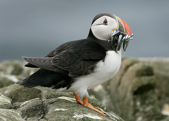 Puffin Fratercula arctica