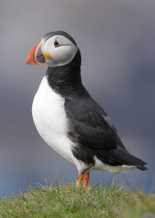 Puffin Fratercula arctica