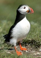 Puffin Fratercula arctica