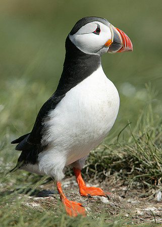 Puffin Fratercula arctica
