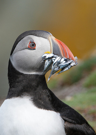 Puffin Fratercula arctica