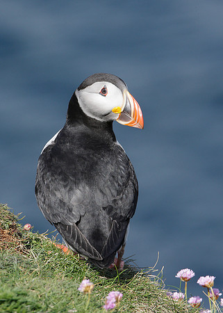 Puffin Fratercula arctica