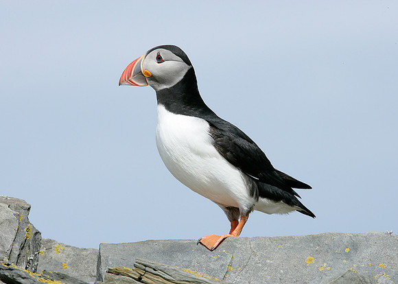 Puffin Fratercula arctica