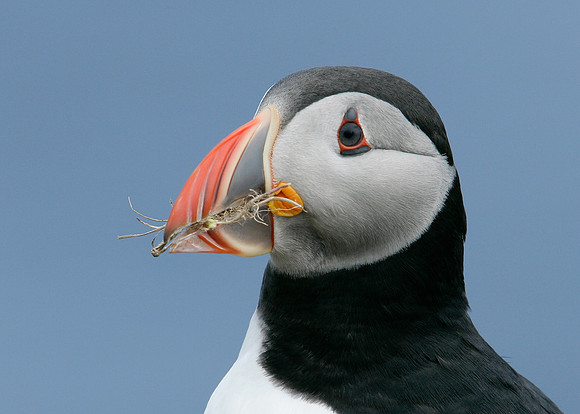 Puffin Fratercula arctica