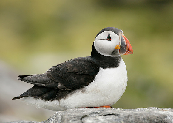 Puffin Fratercula arctica