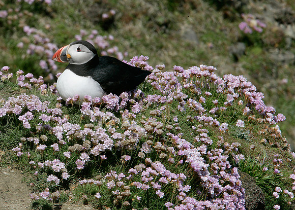 Puffin Fratercula arctica