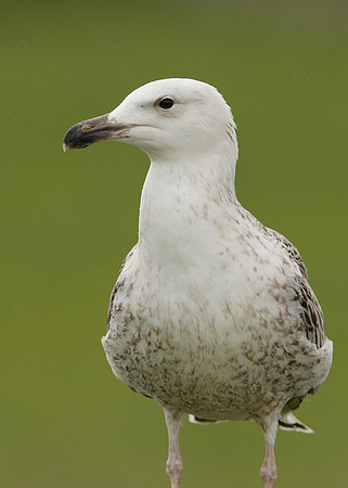 Great Black-backed Gull Larus marinus