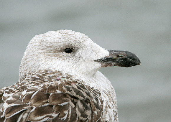 Great Black-backed Gull Larus marinus