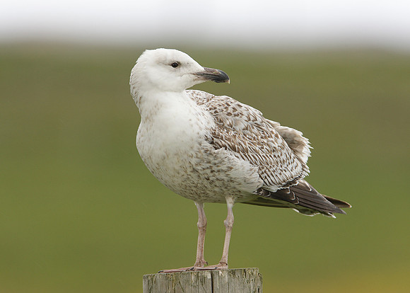 Great Black-backed Gull Larus marinus