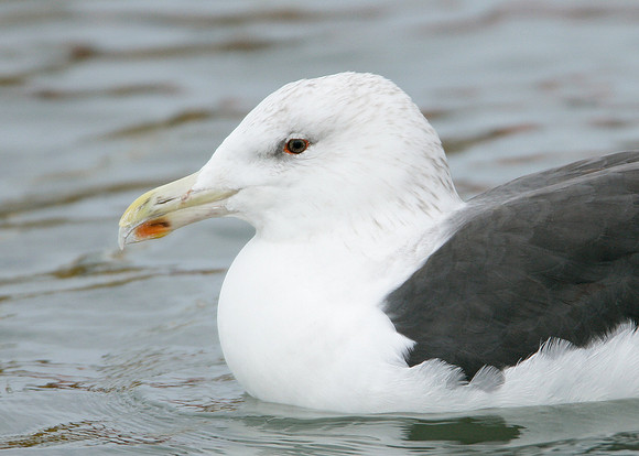 Great Black-backed Gull Larus marinus