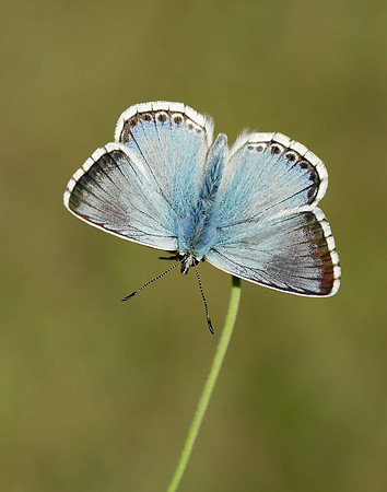 Chalk Hill Blue Polyommatus coridon