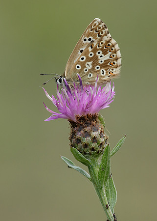Chalk Hill Blue Polyommatus coridon