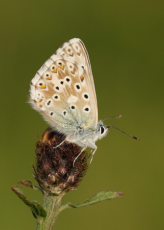 Chalk Hill Blue Polyommatus coridon